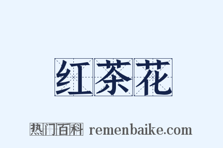 红茶花是什么意思的图片